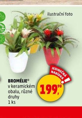 BROMÉLIE