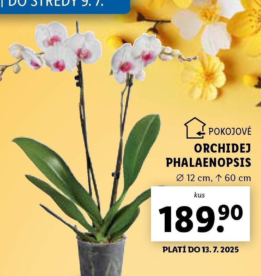 Pokojové orchidej Phalaenopsis
