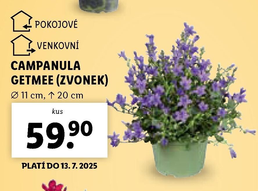 Campanula Getmee (zvonek)