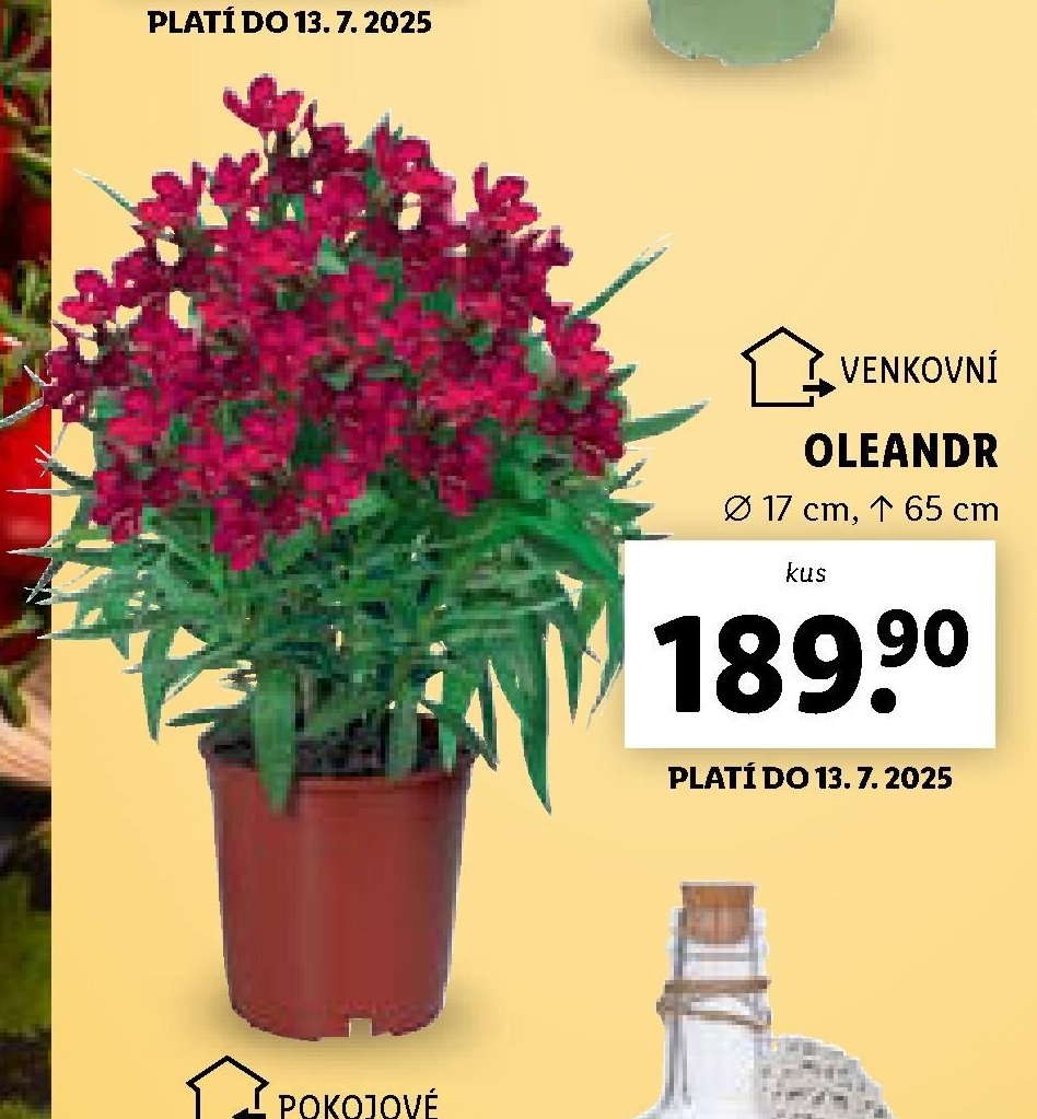 Oleandr
