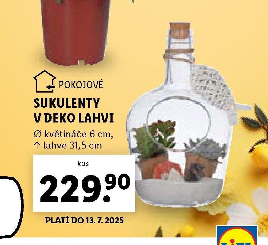 Sukulent v deko lahvi