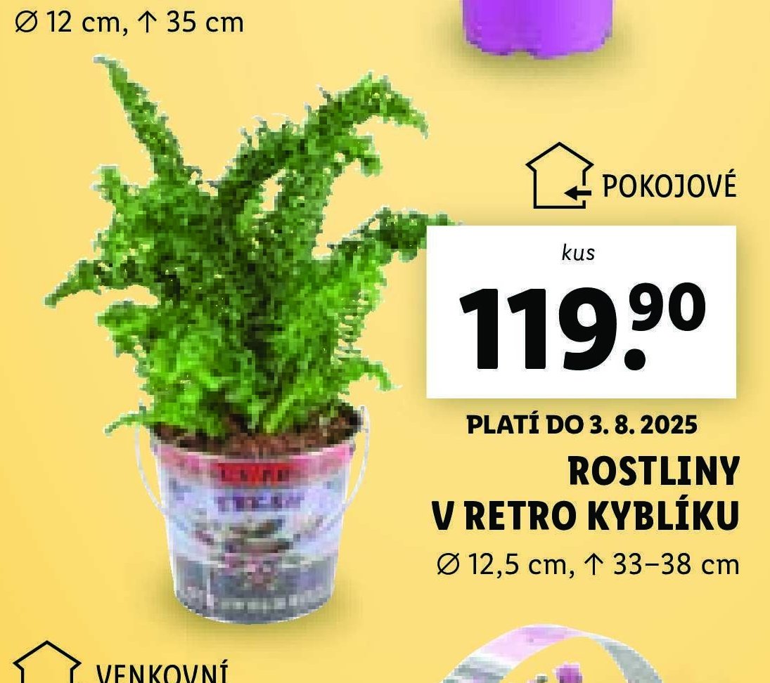 Rostliny v retro kyblíku