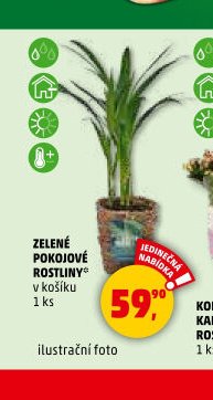ZELENÉ POKOJOVÉ ROSTLINY