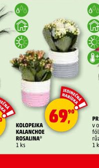 KOLOPEJKA KALANCHOE ROSALINA