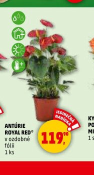 ANTÚRIE ROYAL RED