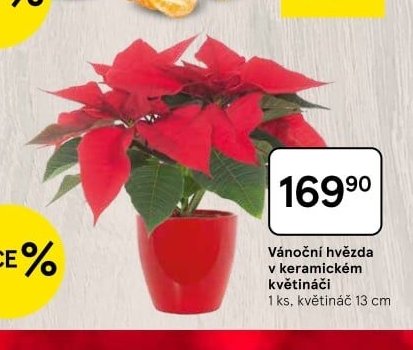 Vánoční hvězda v keramickém květináči
