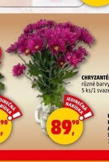 CHRYZANTÉMA
