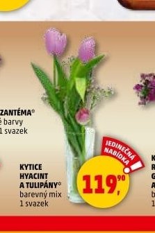 KYTICE HYACINT A TULIPÁNY