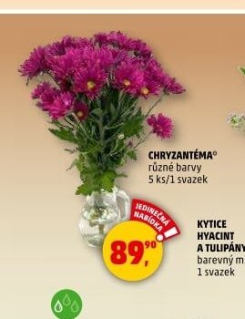 CHRYZANTÉMA
