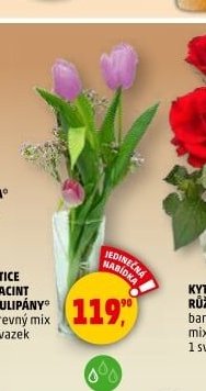 KYTICE HYACINT A TULIPÁNY