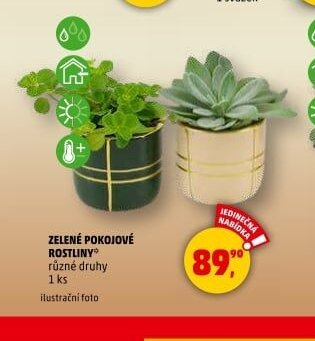 ZELENÉ POKOJOVÉ ROSTLINY