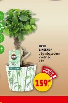 FICUS GINSENG