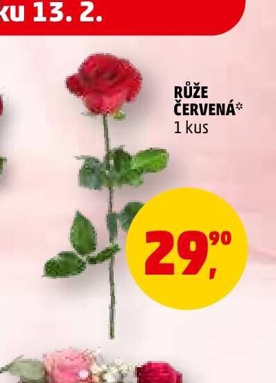 Růže červená