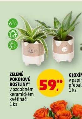 ZELENÉ POKOJOVÉ ROSTLINY v ozdobném květináči
