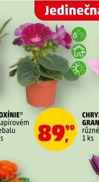 GLOXÍNIE v papírovém přebalu