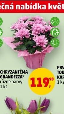 CHRYZANTÉMA GRANDEZZA různé barvy