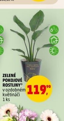 ZELENÉ POKOJOVÉ ROSTLINY