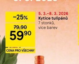 Kytice tulipánů 7 stonků