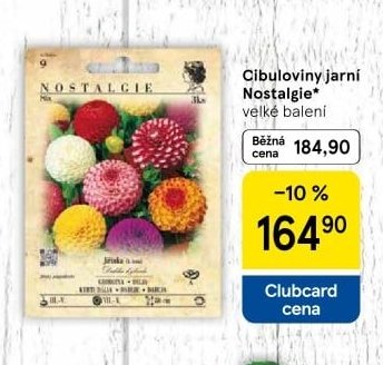 Cibuloviny jarní Nostalgie*