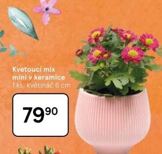 Kvetoucí mix mini v keramice