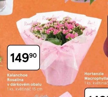Kalanchoe Rosalina