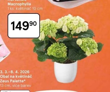 Hortenzie Macrophylla
