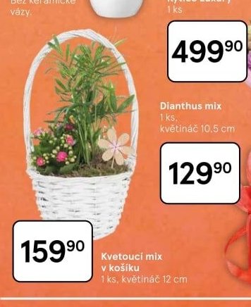Dianthus mix
