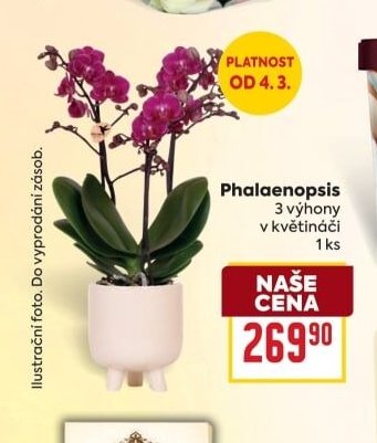 Phalaenopsis