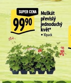 Muškát převislý jednoduchý květ