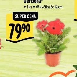 Gerbera