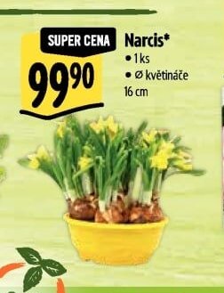 Narcis