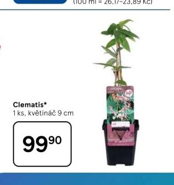 Clematis 1 ks