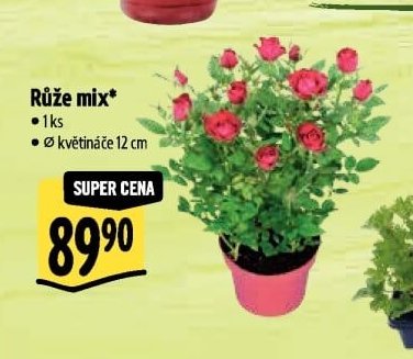 Růže mix