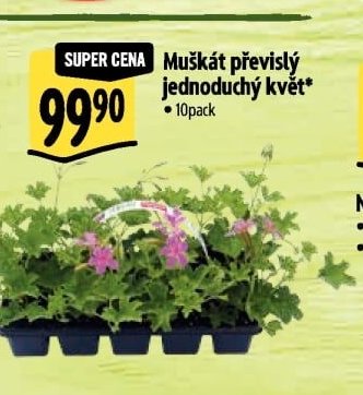Muškát převislý jednoduchý květ