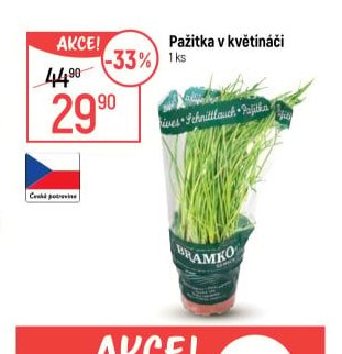 Pažitka v květináči