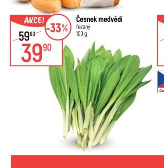 Česnek medvědí