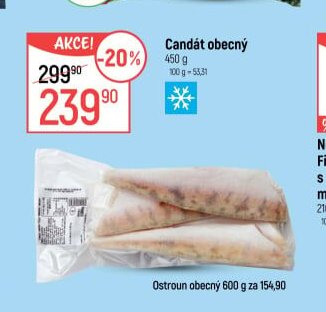Candát obecný