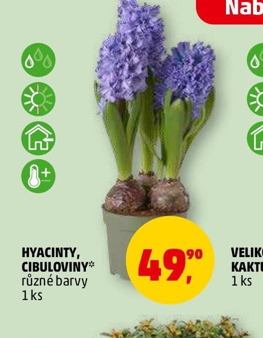 HYACINTY, CIBULOVINY