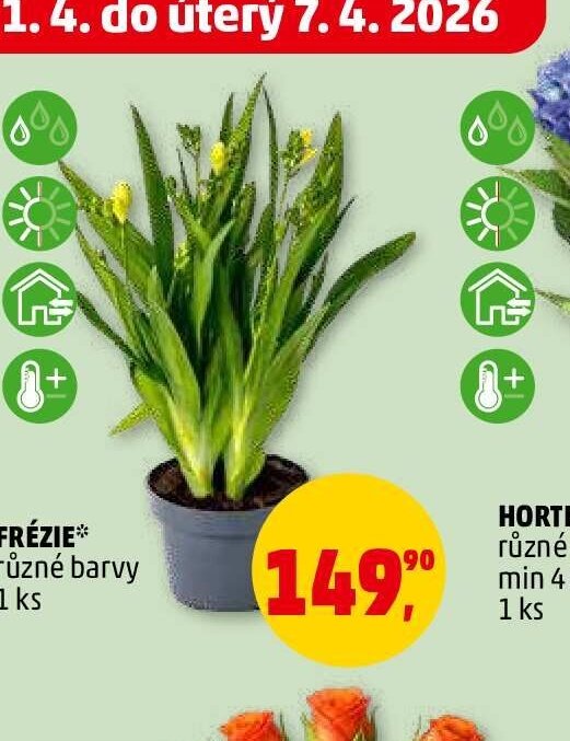 FRÉZIE