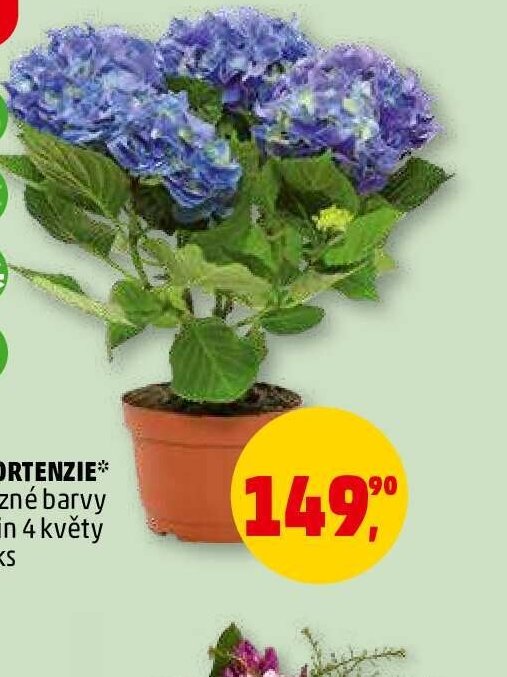 HORTENZIE