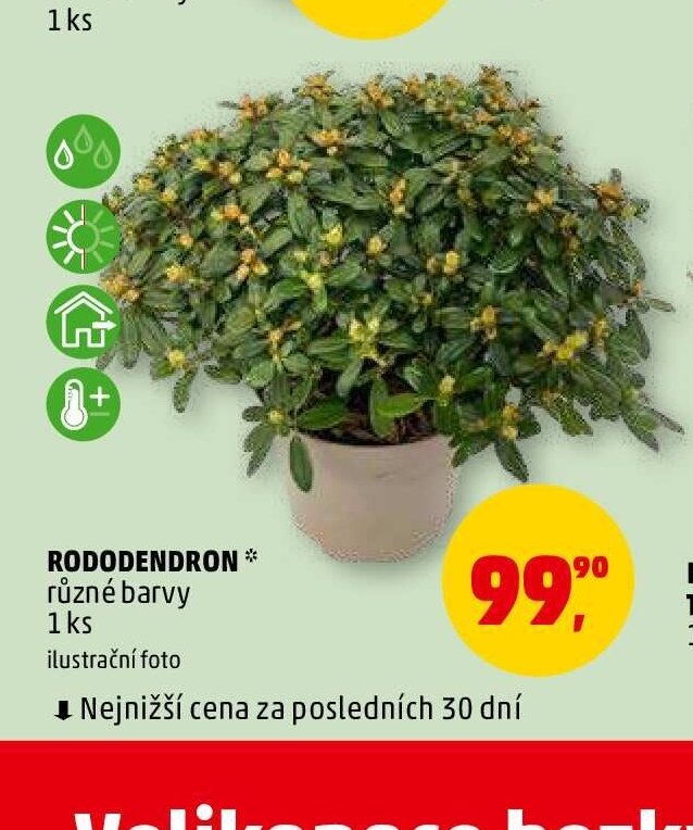 RODODENDRON