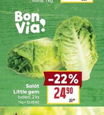 Salát Little gem