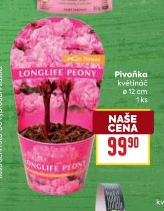 Pivoňka květináč