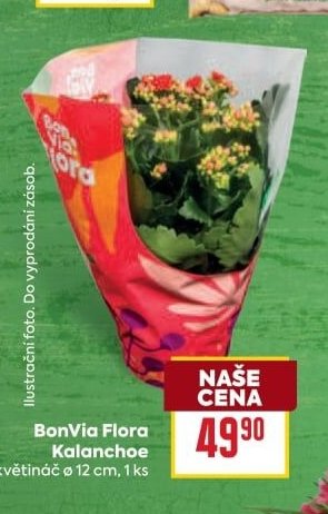 BonVia Flora Kalanchoe