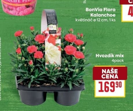 Hvozdík mix