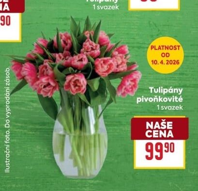 Tulipány pivoňkovité