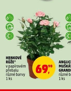 Hrníčkové růže