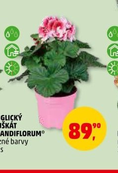 Anglický muškát grandiflorum