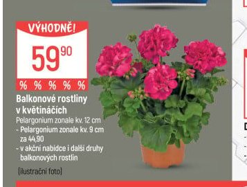 Balkonové rostliny v květináčích