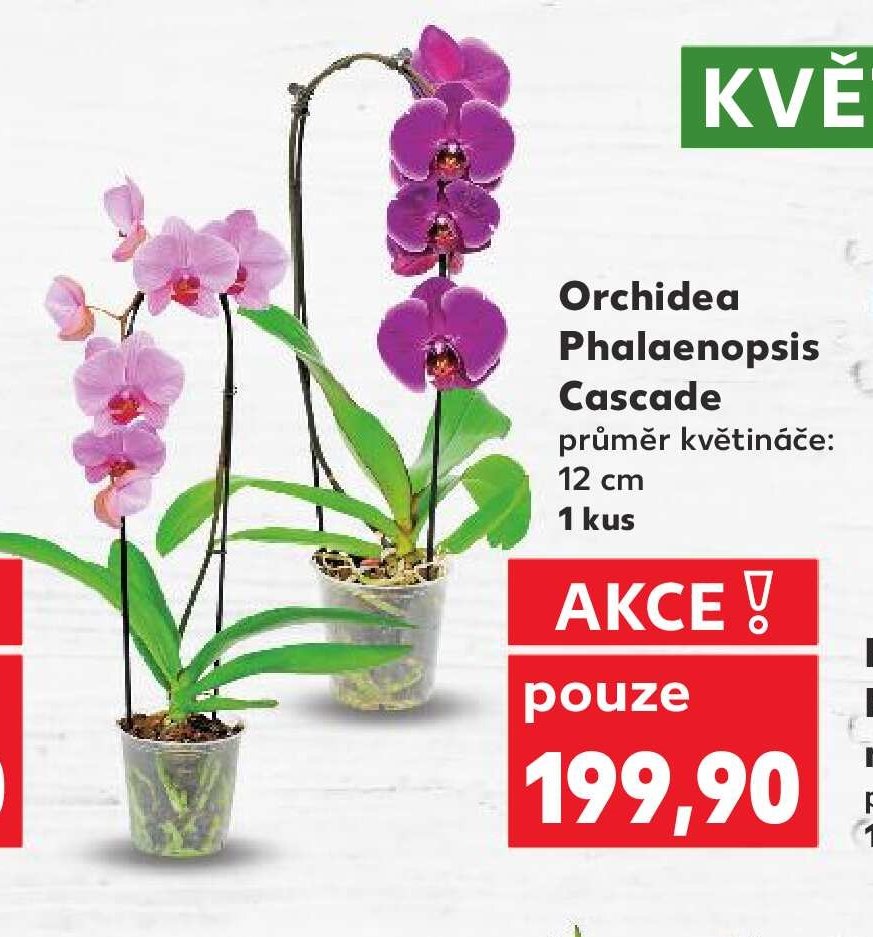 Orchidea Phalaenopsis Cascade